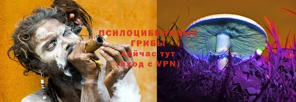 индика Новодвинск