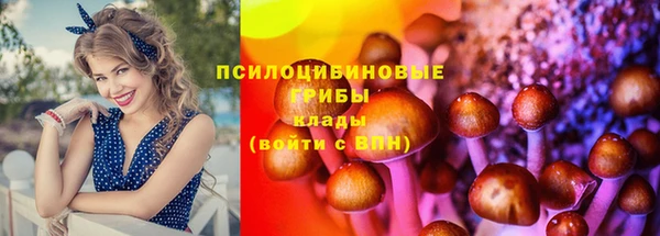 индика Новодвинск