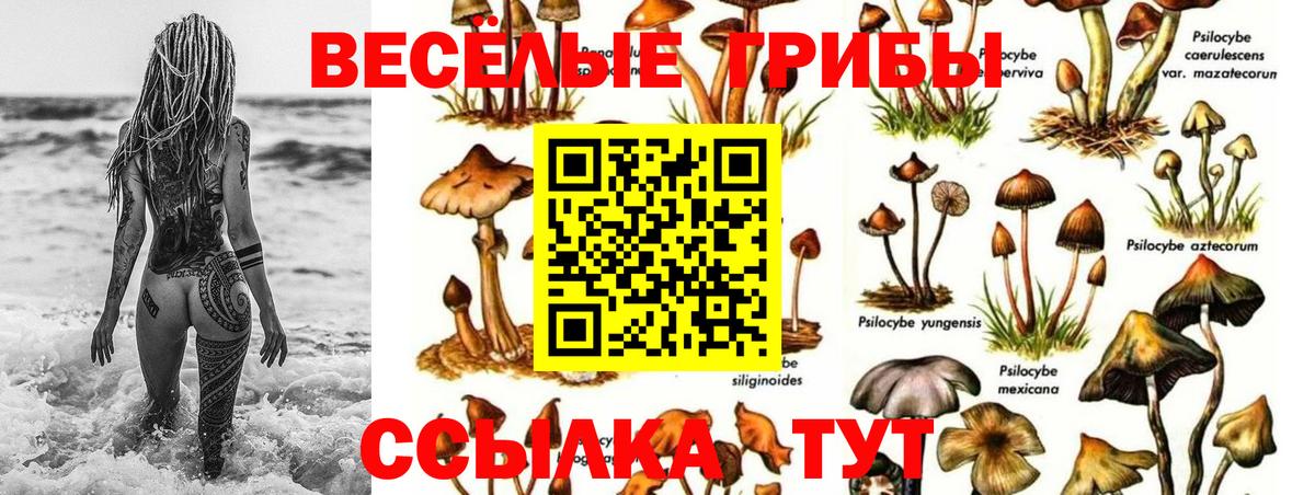 Галлюциногенные грибы Psilocybe Азнакаево